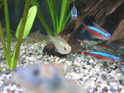 水槽の中の熱帯魚
